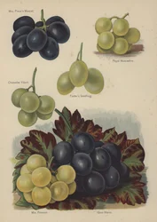 Mrs Pinces Muscat, Royal Muscadine, Chasselas Vibert, Fosters Seedling, Mrs Pearson, Gros Maroc